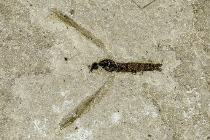 Fossil Cranefly (Tipulidae) - Green River Formation, Utah #111407